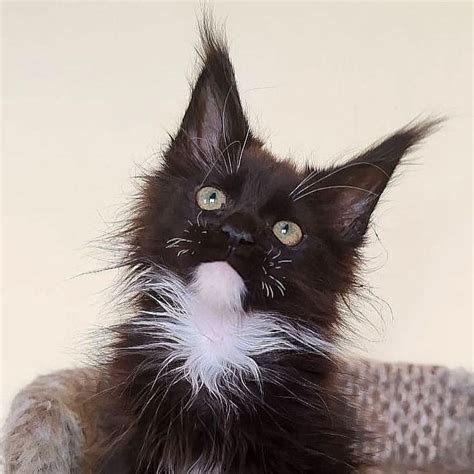 Gucci ️ : r/mainecoons .